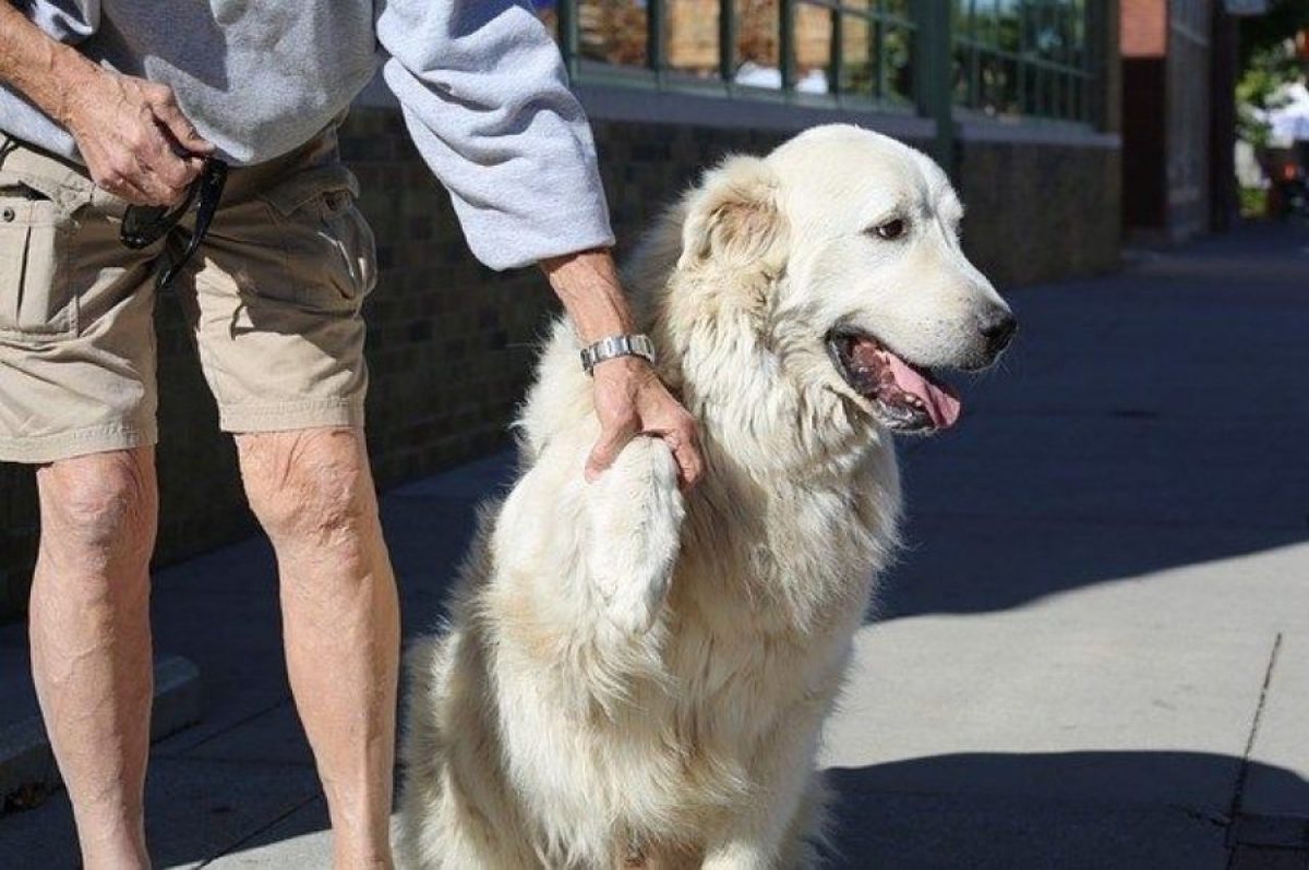 Combustible Bah A Derechos De Autor Como Curar Una Herida A Un Perro En