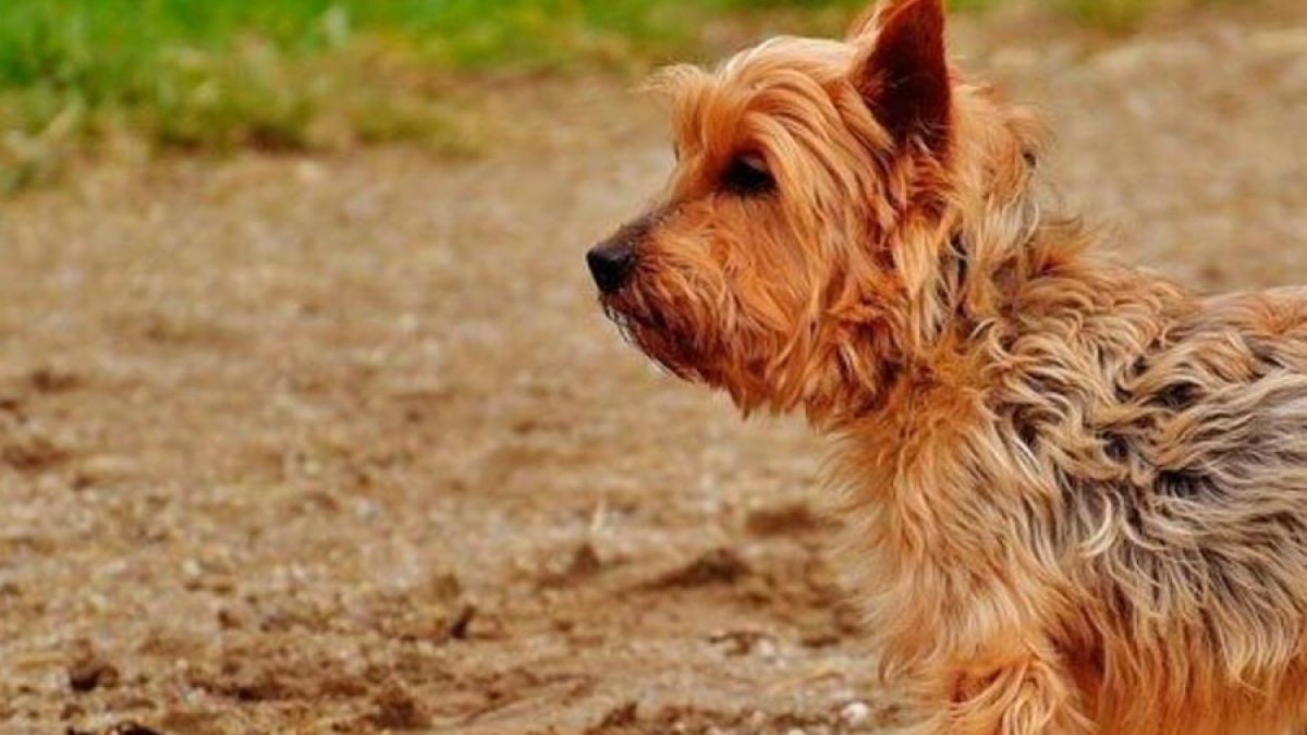 Cuanto Tiempo Despues De La Esterilizacion Se Puede Pasear A La Perra