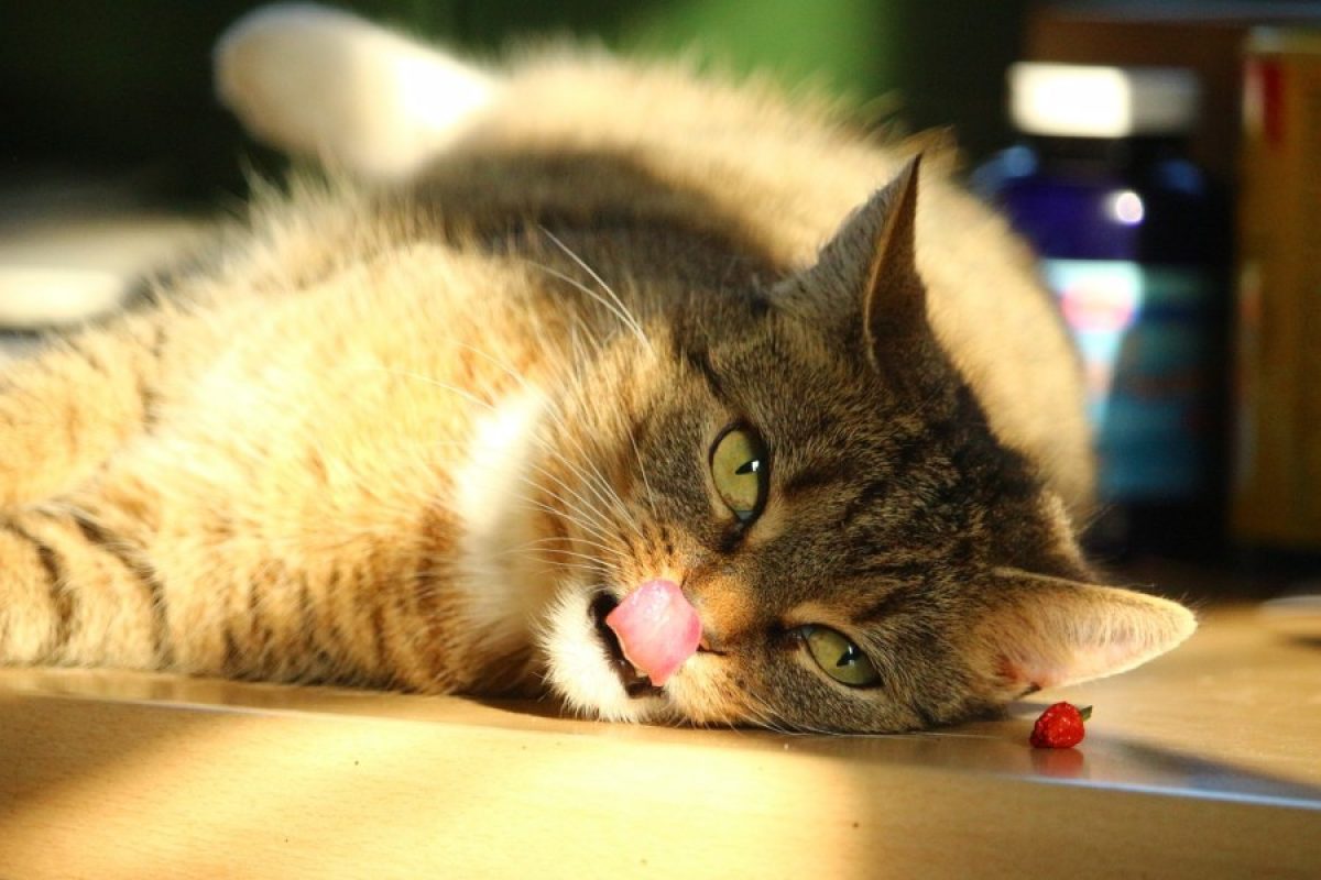 Evitar que tu gato coma o lama cosas que no son alimento - Tiendanimal
