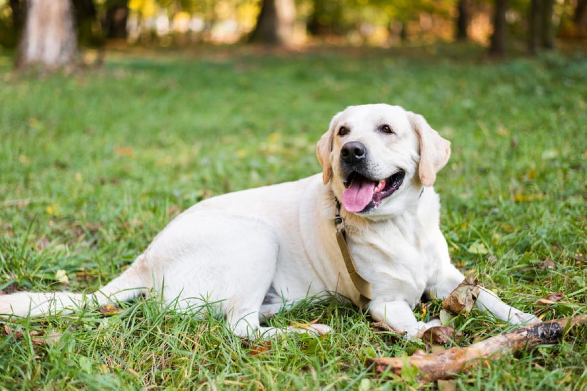 puede un perro vacunado de 2 años tener parvo