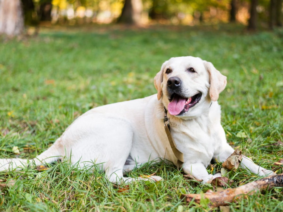 los perros defecan sangre cuando tienen parvo