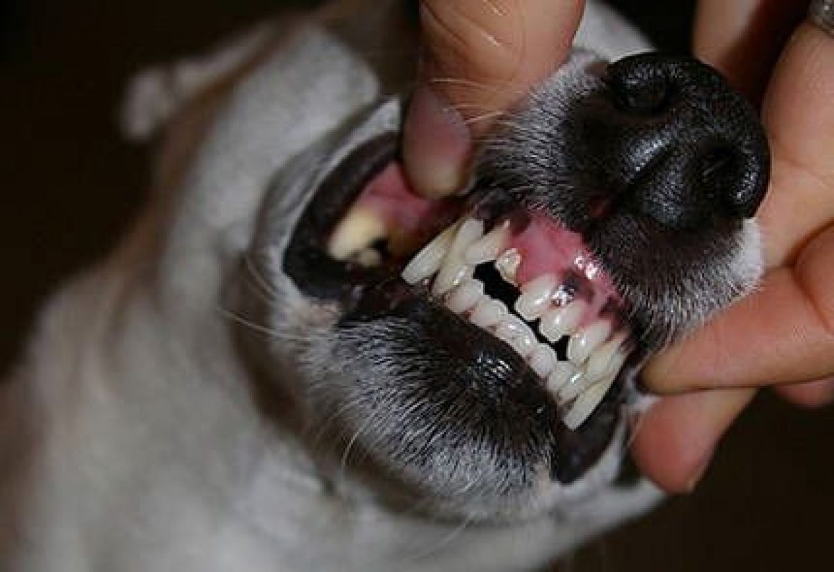 cuantos dientes tienen los perros