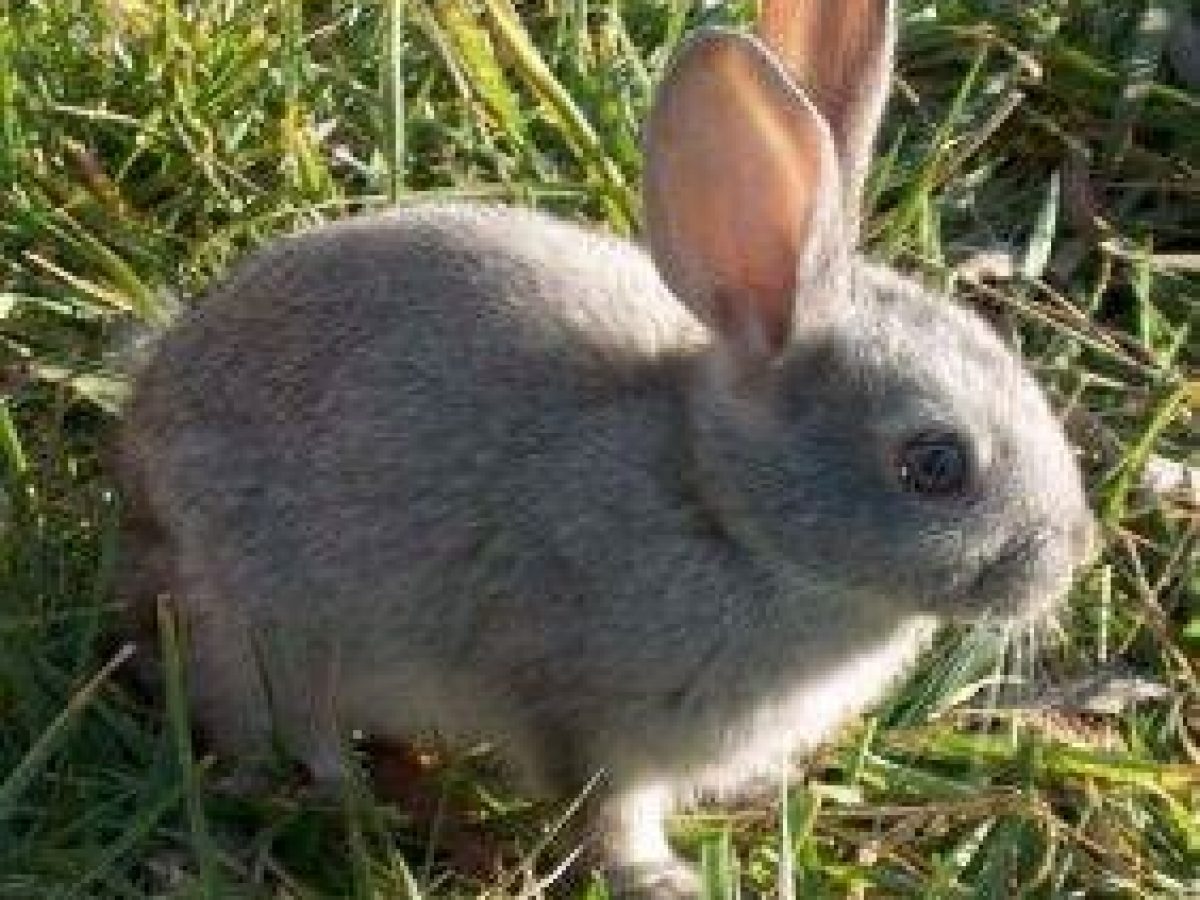 Caracteristicas De Los Conejos