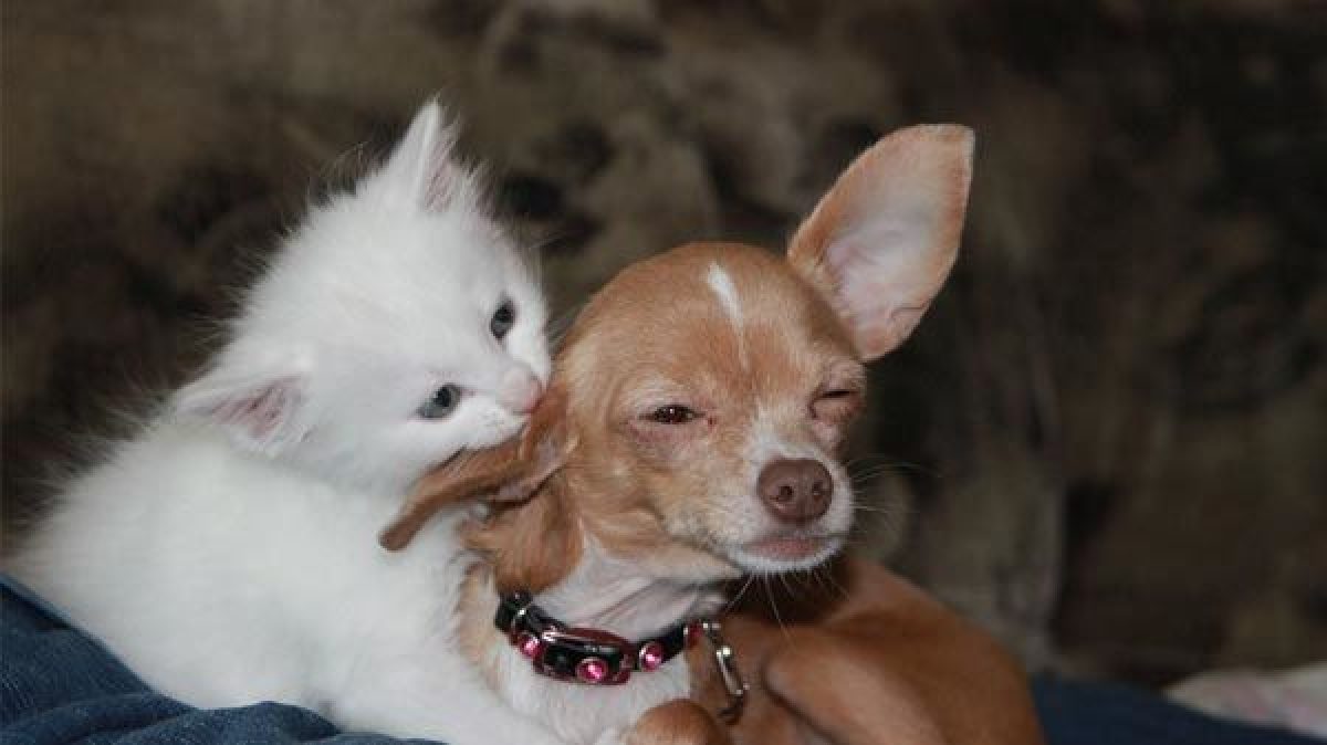 A Que Edad Tienen El Primer Celo Las Perras Y Gatas Tiendanimal