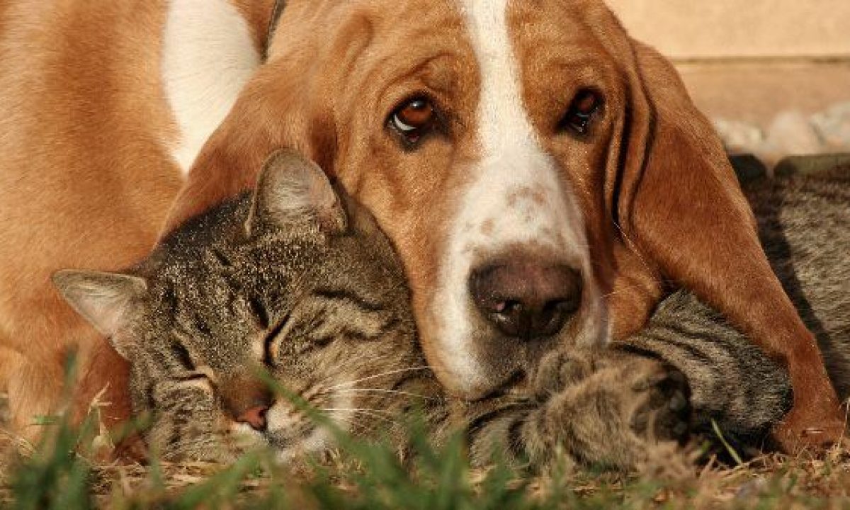 Bolsas Sanitarias para Heces Caca Perro Gato Mascotas