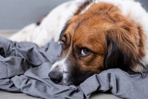 Diarrea en perros: causas, síntomas y qué debo hacer