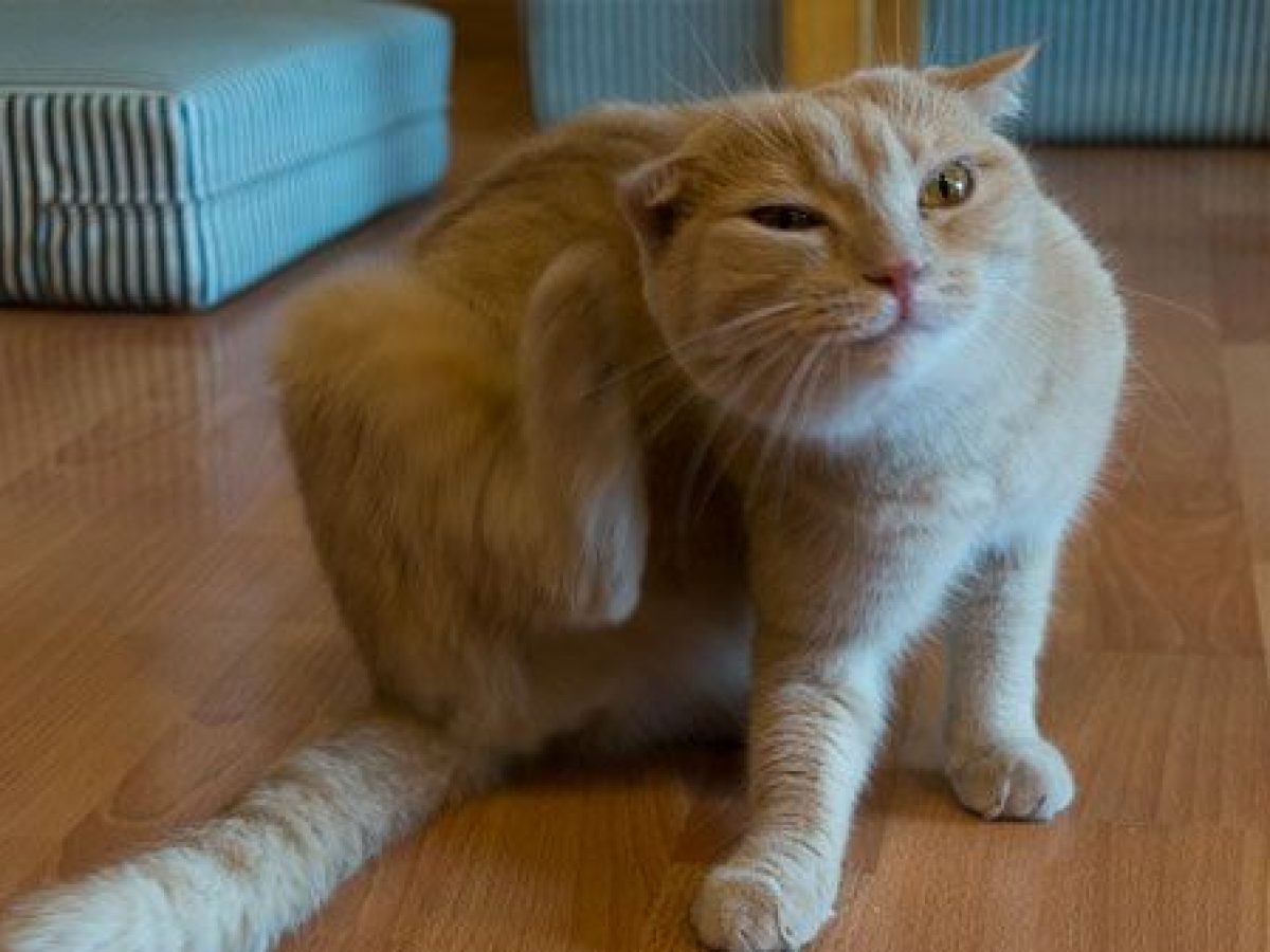Lesiones producidas por los pies de gato: ¿Qué puedo hacer?