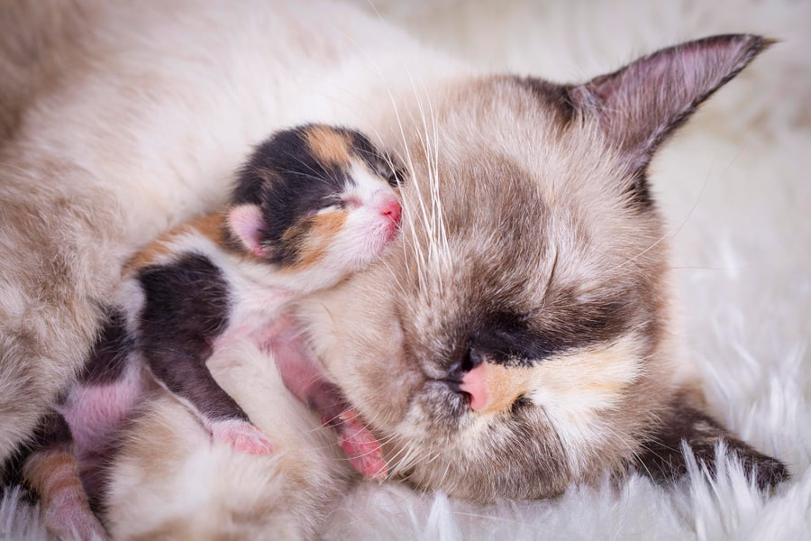 guía sobre el parto en las gatas