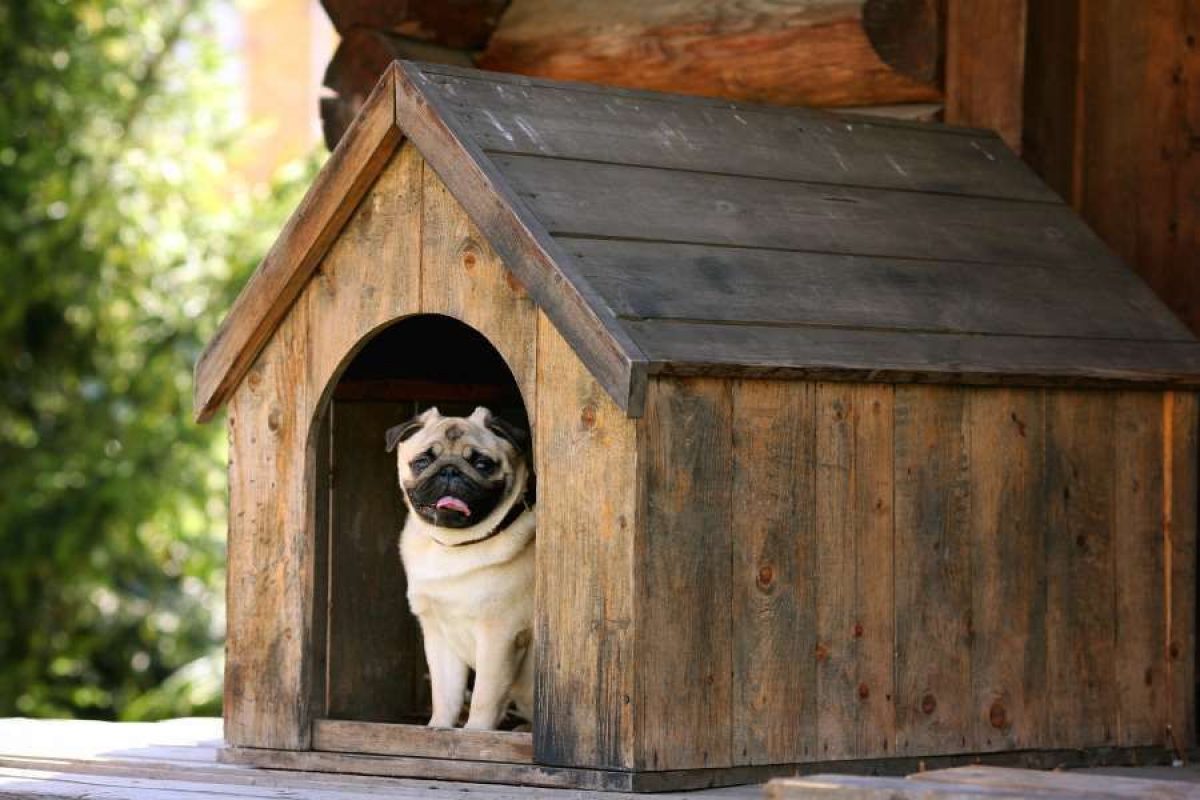 Casas de madera para gatos ¿ de exterior y bonitas?  Casita para gatos, Casas  para mascotas, Casas para perros grandes