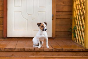 Las mejores puertas para perros, beneficios y cómo instalarla