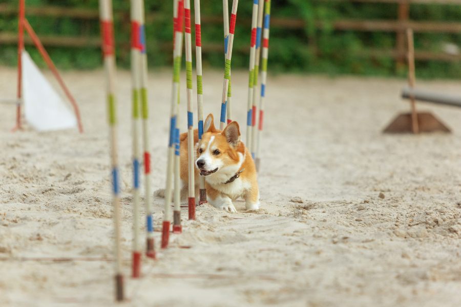 Agility-para-perros