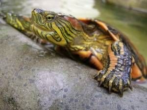 Acua-Fauna - 🐢Si buscas un espacio más amplio para tus tortugas, el  tortuguero de Vidrio en tamaño grande será tu mejor opción. 🐢 Consta de un  espacio semi-acuático donde podrás mantener un