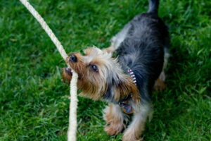 Juguetes peligrosos para perros que es mejor evitar