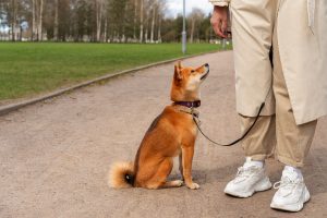 cómo pasear a un perro sin que tire de la correa