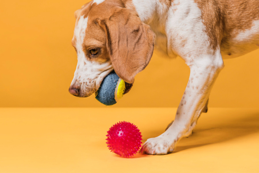 Guía completa sobre cómo jugar con un perro