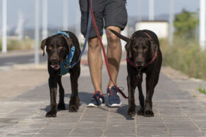 Perros reactivos durante el paseo