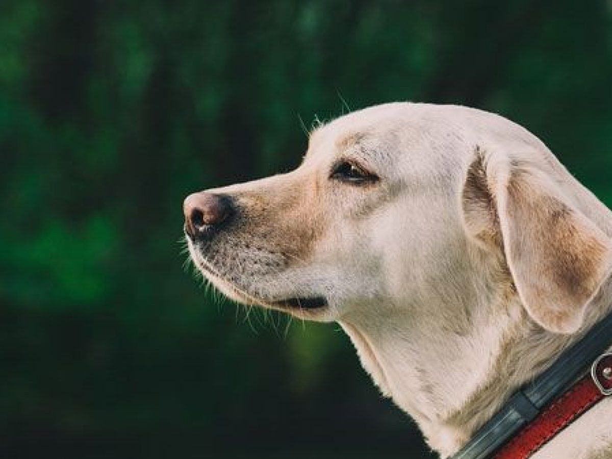 Cual Es El Mejor Pienso Para Mi Labrador Retriever Tiendanimal