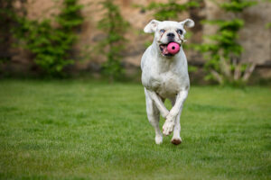 Comparativa mejores lanzadores de pelotas para perros