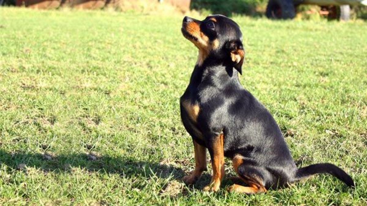 puedes llevar a tu perro al objetivo