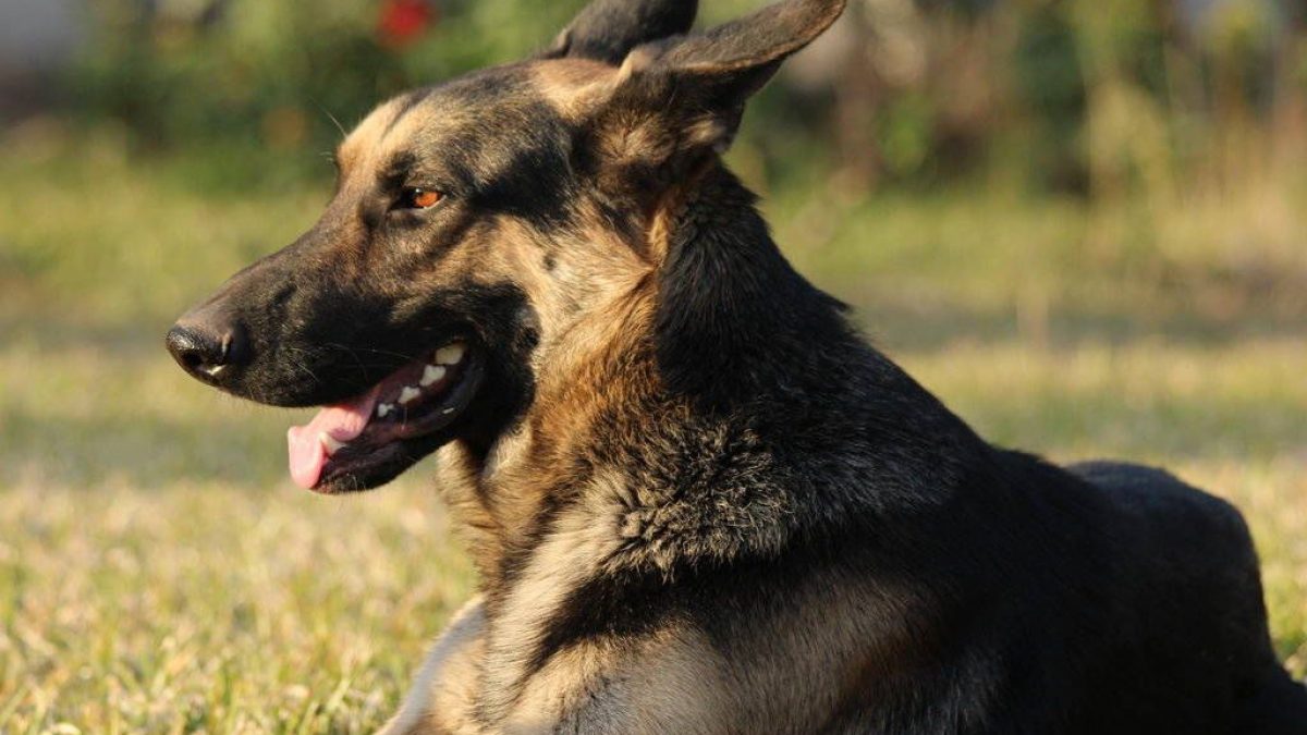 como entrena la policia a sus perros