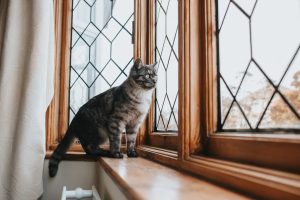 Cómo proteger las ventanas, balcones y terrazas para evitar caídas de gatos