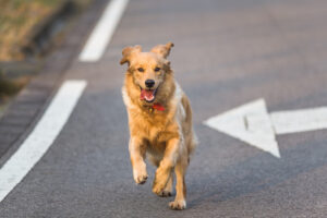 Por qué tu perro persigue todo en la calle: niños, palomas, coches, bicicletas