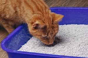 Comparativa de mejores arenas para gatos