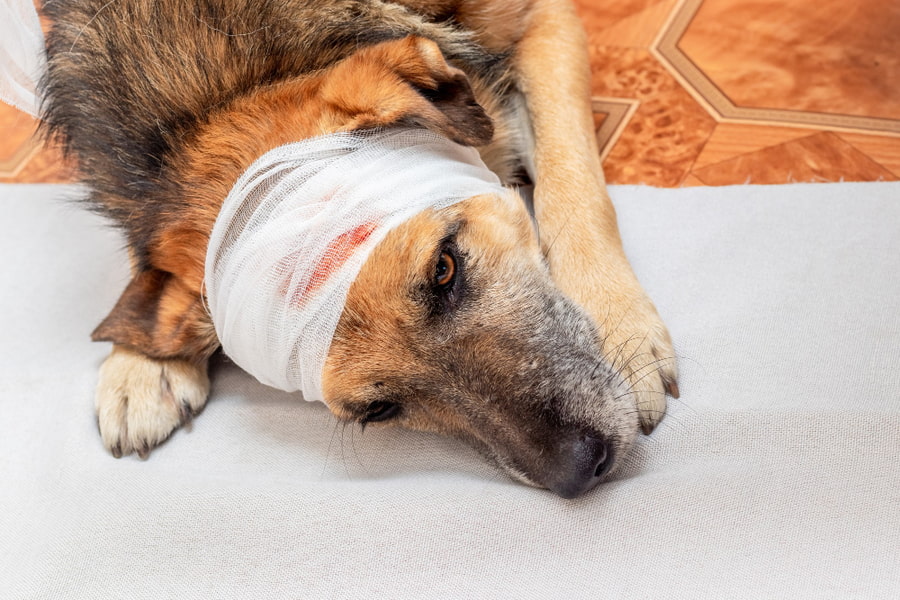 Cómo curar heridas en los perros