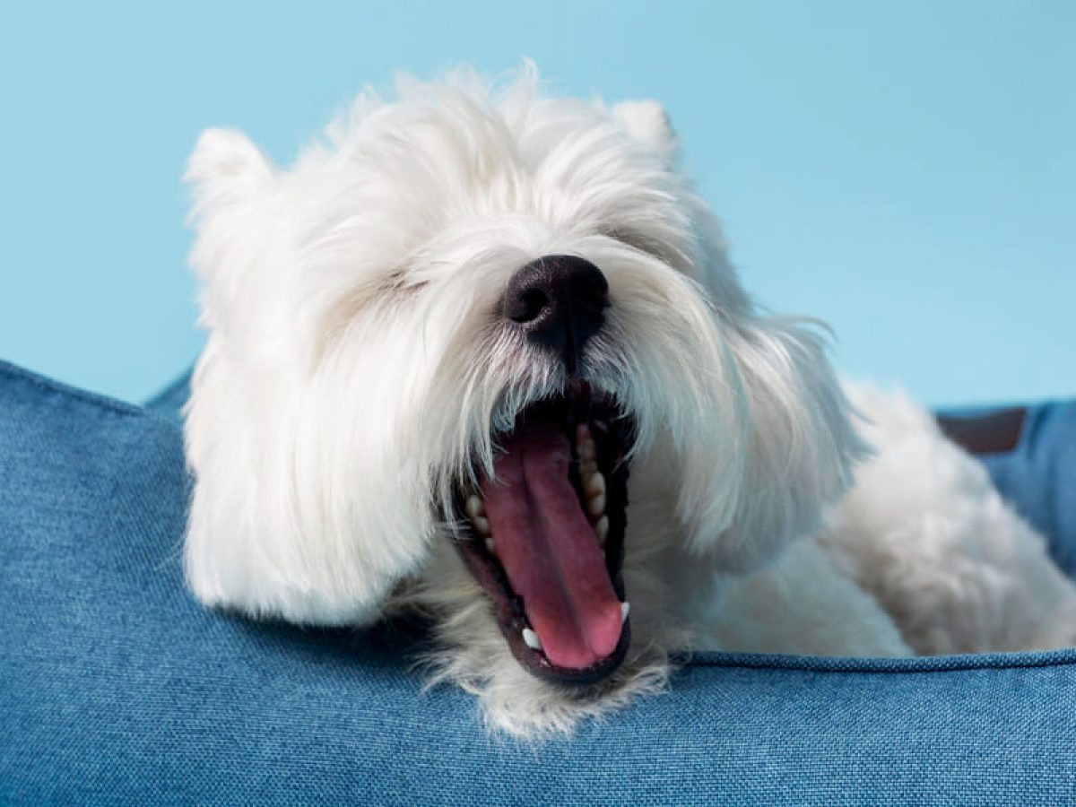 puedes acariciar al perro en aliento salvaje