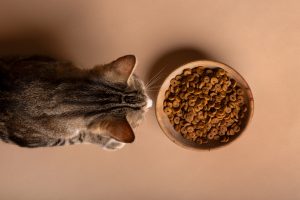 Alergias e intolerancias alimentarias en gatos: qué son, causas y síntomas