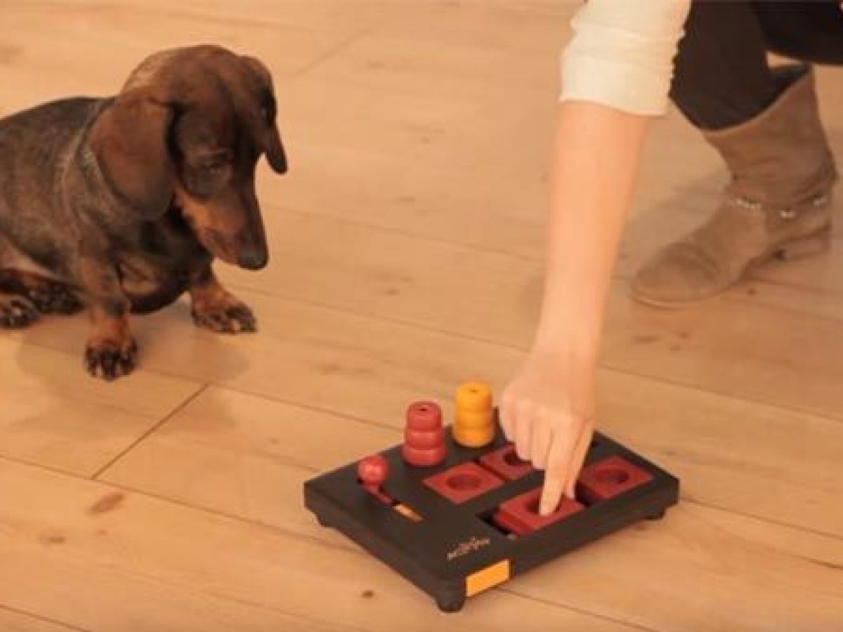 Juguetes interactivos para estimular la mente de los perros