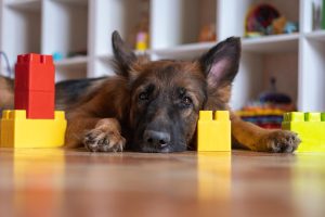 Estimulación cognitiva y mejores juegos mentales y de inteligencia para perros