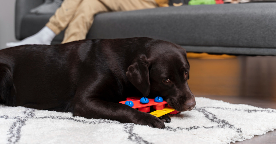 Juegos de inteligencia y olfativos para perros