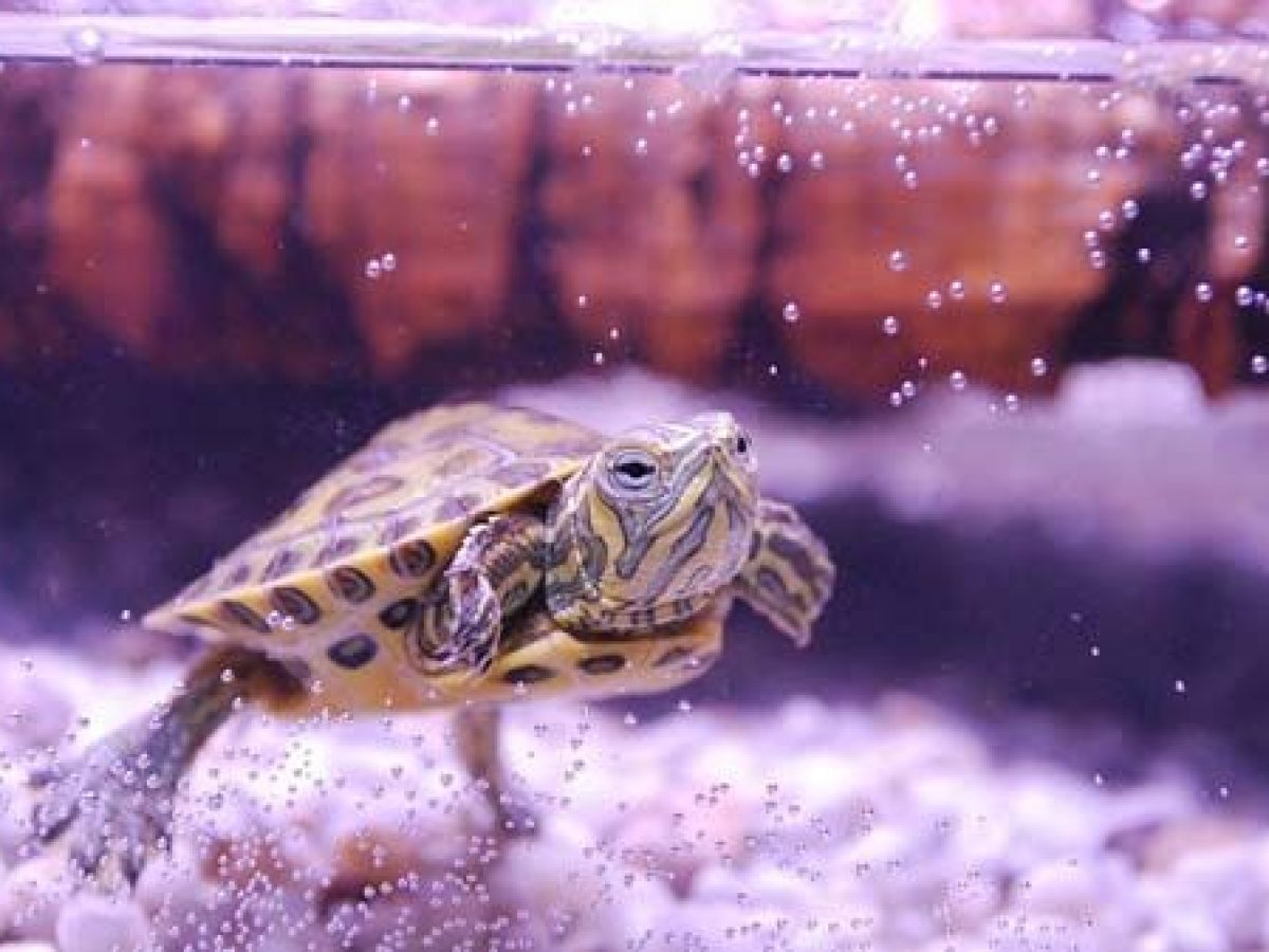 Cómo criar una tortuga de agua? - Tiendanimal