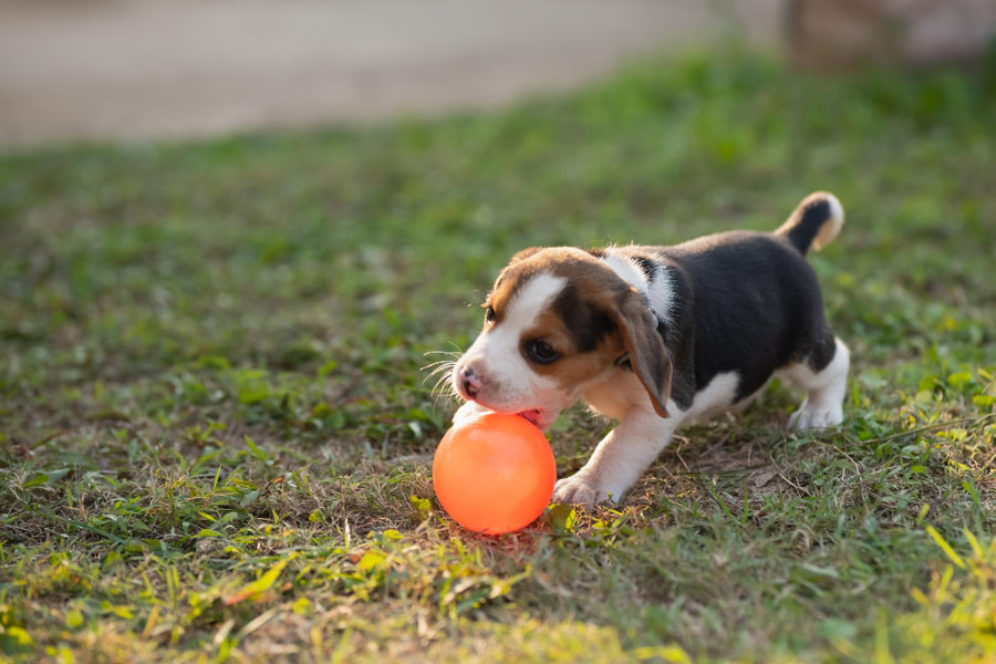 Cómo jugar con un cachorro