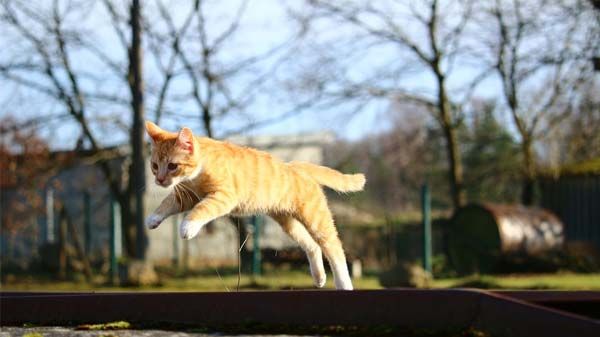 ¿Cómo sé cuándo castrar a un gato?