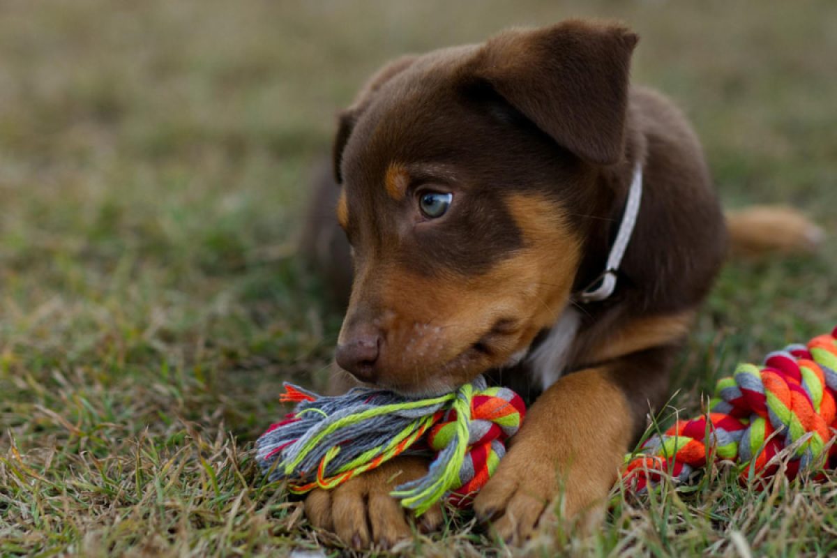 ¿Cuándo puede salir un cachorro a la calle? Todo lo que necesitas saber