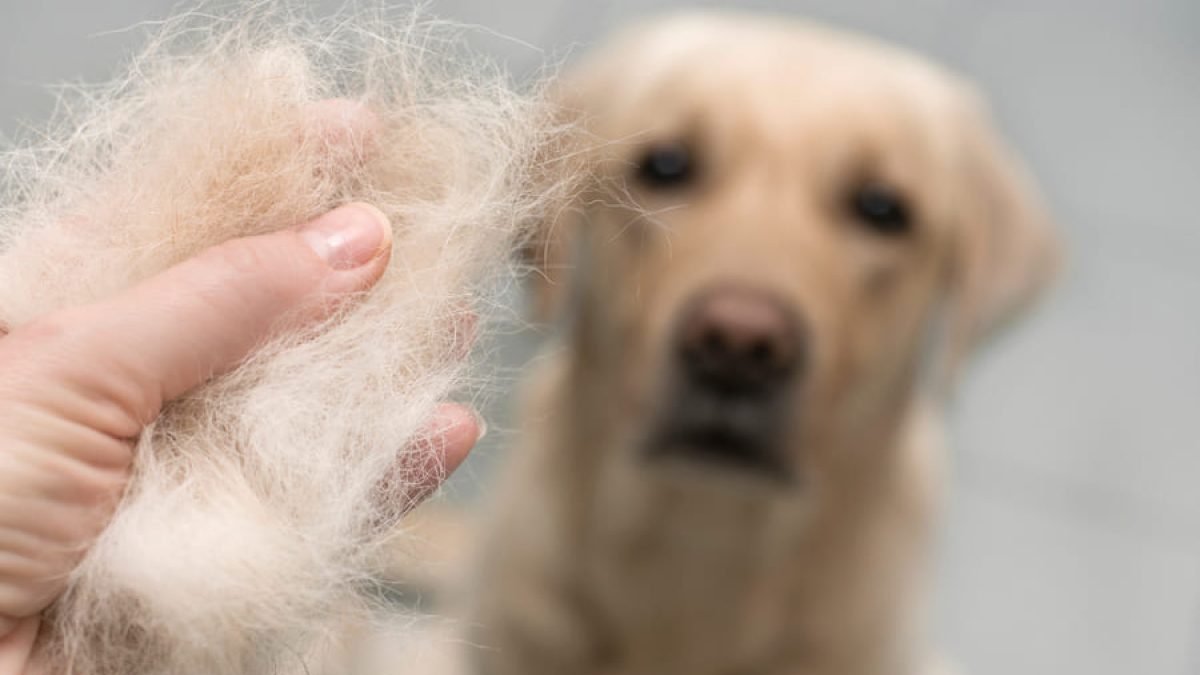 cuanto dura la tiña en un perro