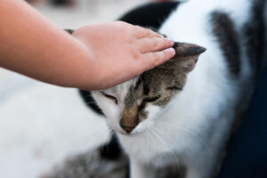 Dónde acariciar a un gato