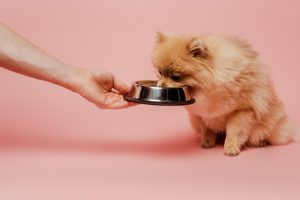 Guía sobre qué es la comida húmeda para perros: descubre sus beneficios y cantidades