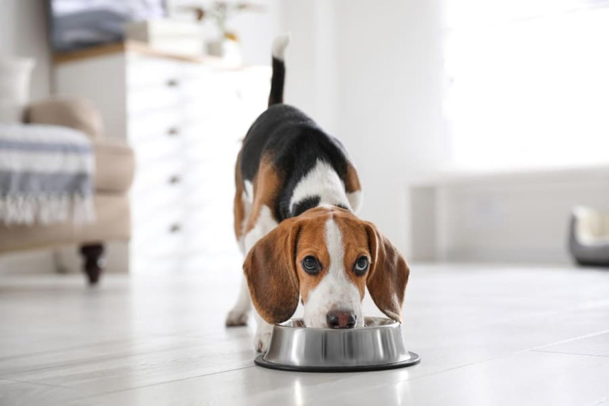 Mi Perro Siempre Tiene Hambre ¿Qué hago? | Tiendanimal