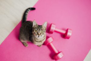 ¿Por qué es importante el ejercicio en los gatos?