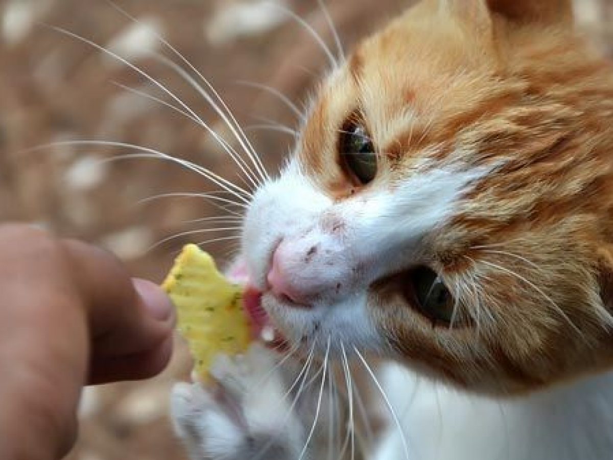 Por qué no debes darle comida humana a los gatos - Tiendanimal