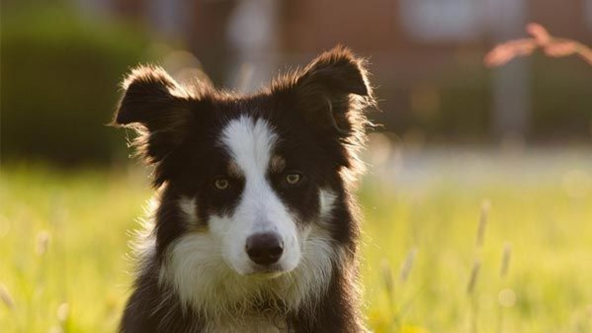 los border collies son una mezcla inteligente