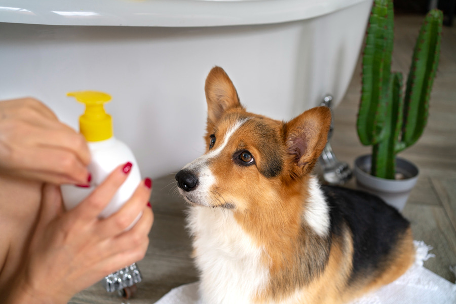 Qué es, cómo usar el champú en seco para perros y los mejores