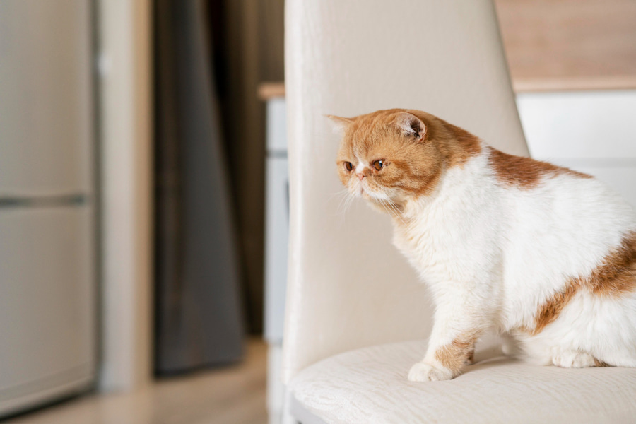 Consejos y cuidados para dejar a un gato solo en casa