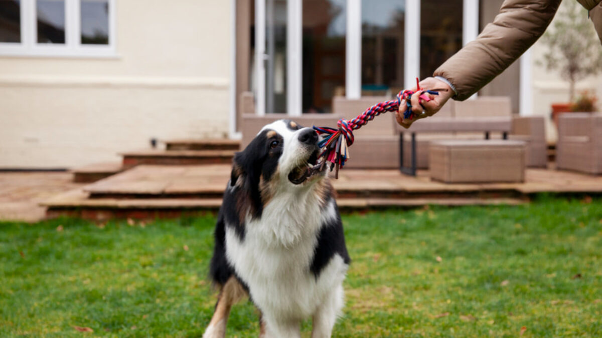 Estos son los 8 juguetes mas resistentes para perros Tiendanimal