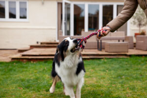 Mejores juguetes resistentes y duraderos para perros