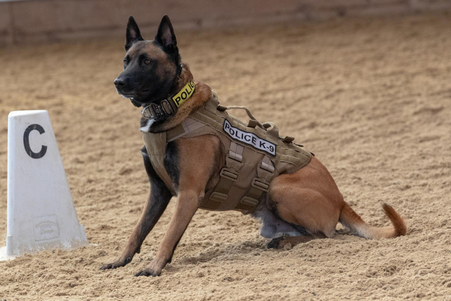 Perros de trabajo: tipos, mejores razas y qué son