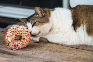 ¿Los gatos pueden comer dulces y chocolate? Descúbrelo aquí